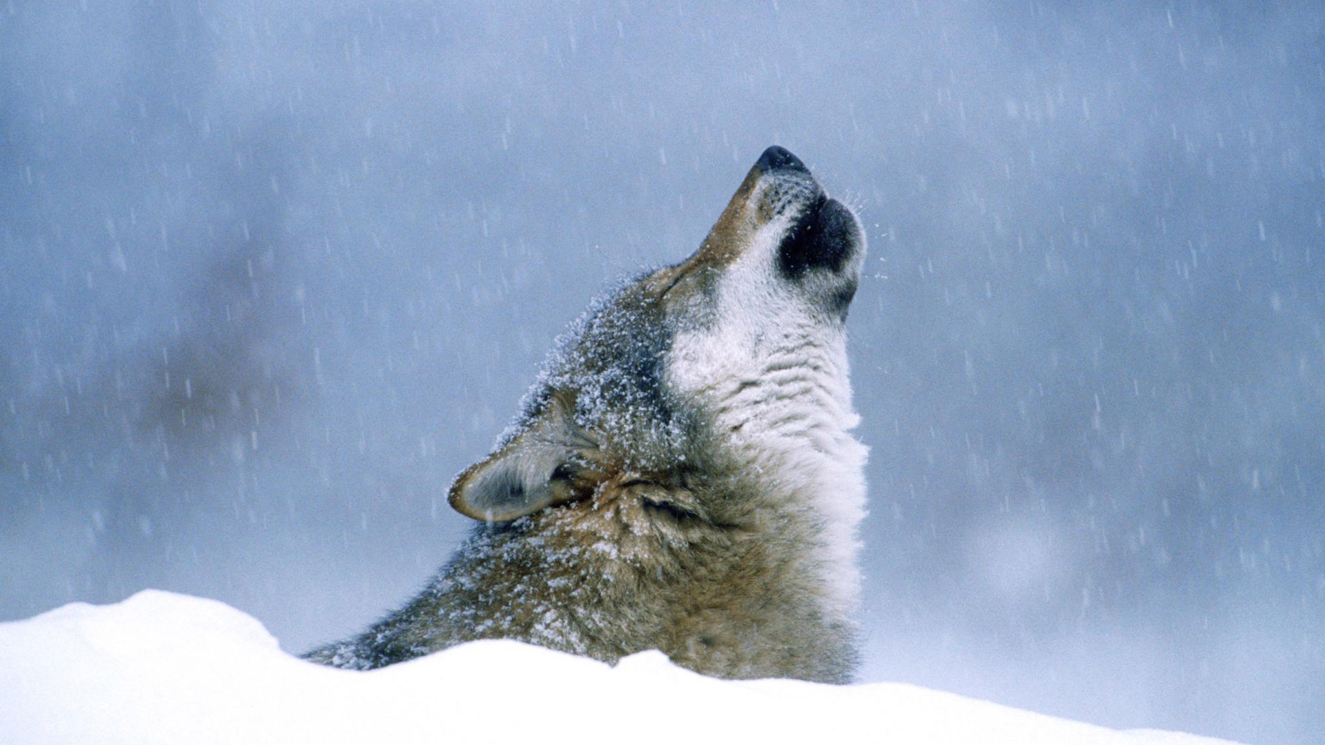 Wolf-voice_1920x1080.jpg