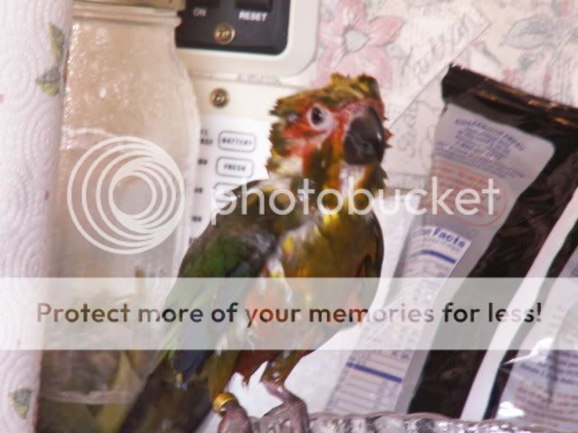 9-6-0800008.jpg