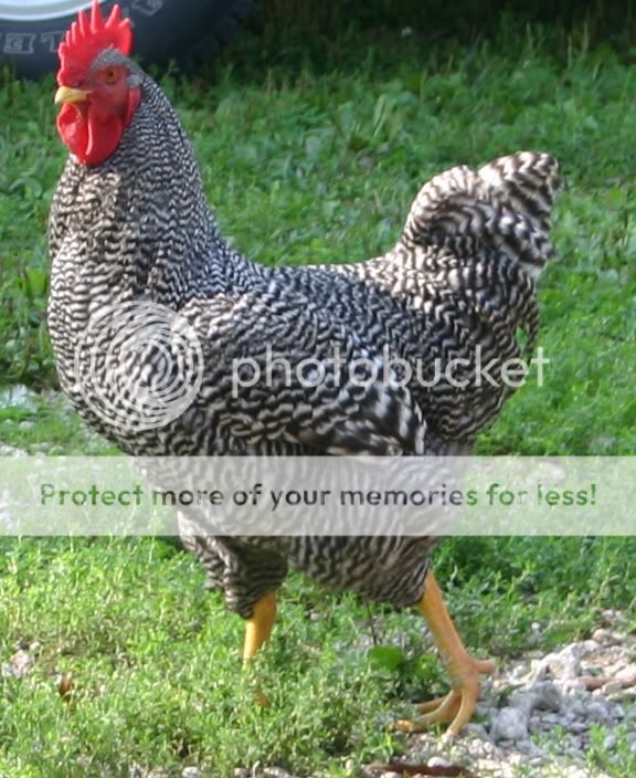 BarredRock2.jpg