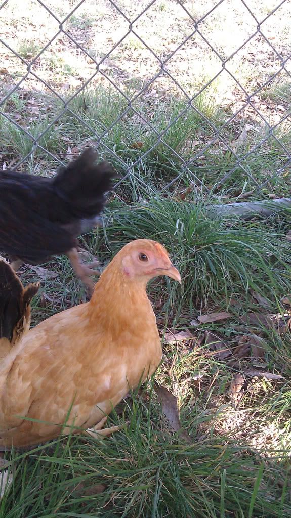 BuffBantamPullet.jpg