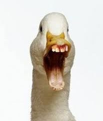 Duck+teeth.JPG