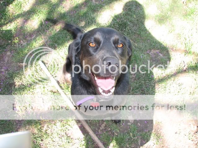 blackchicks025.jpg