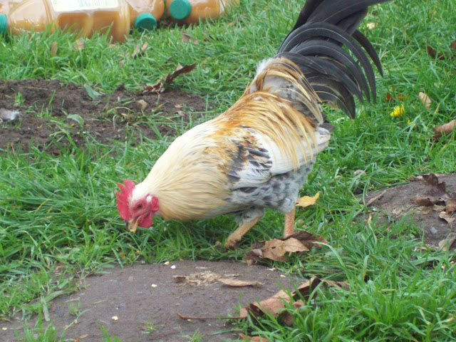 100_4785.JPG