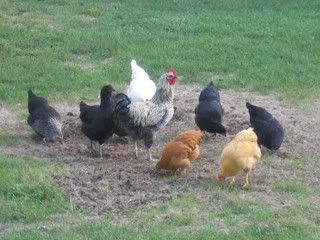 IMG_0860.jpg