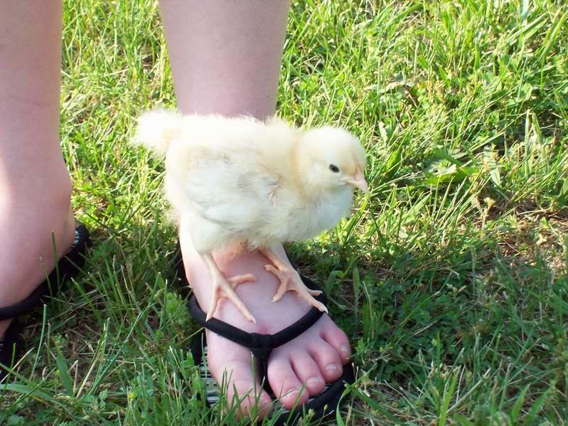 chicks003-1.jpg