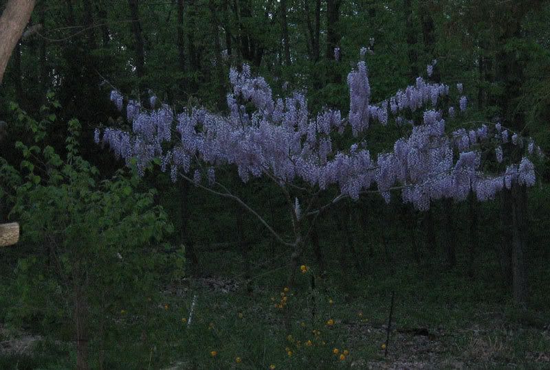 WistyEvening0508.jpg