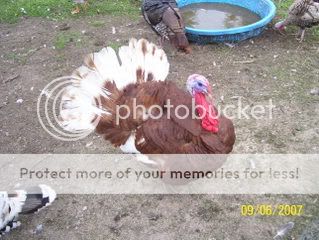036-1.jpg