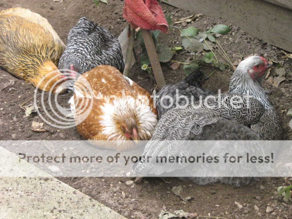 NewChickens9-19-10011.jpg
