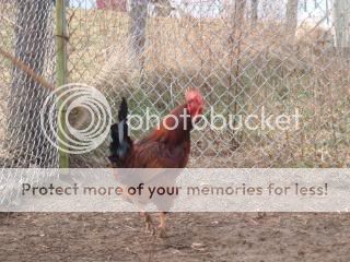 Chickiepics12-08007.jpg