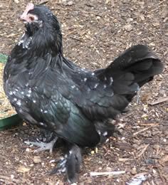 barred_blk-mottled_may1-05.jpg