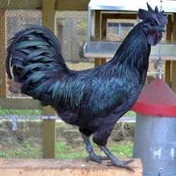 kadaknath-chicken-250x250.jpg