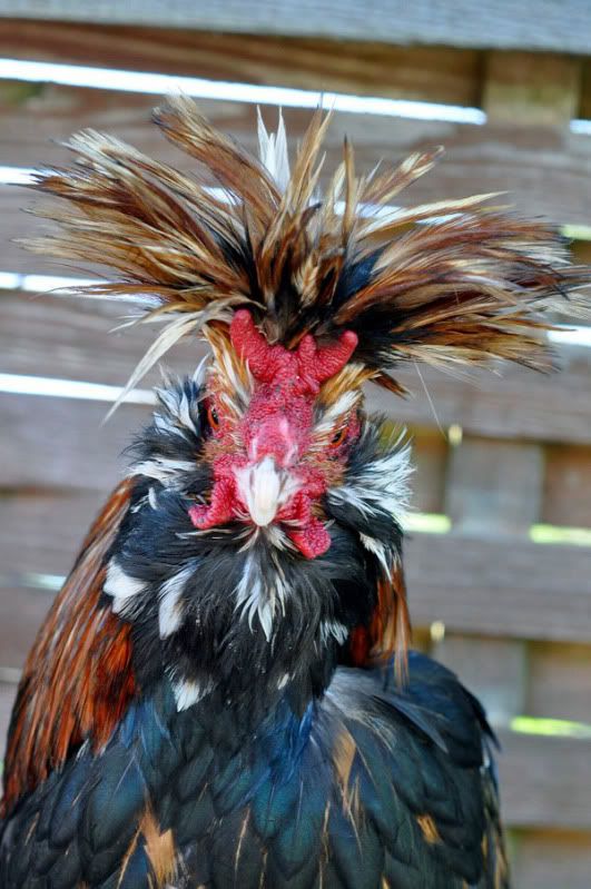 Pavlovskajahead2.jpg