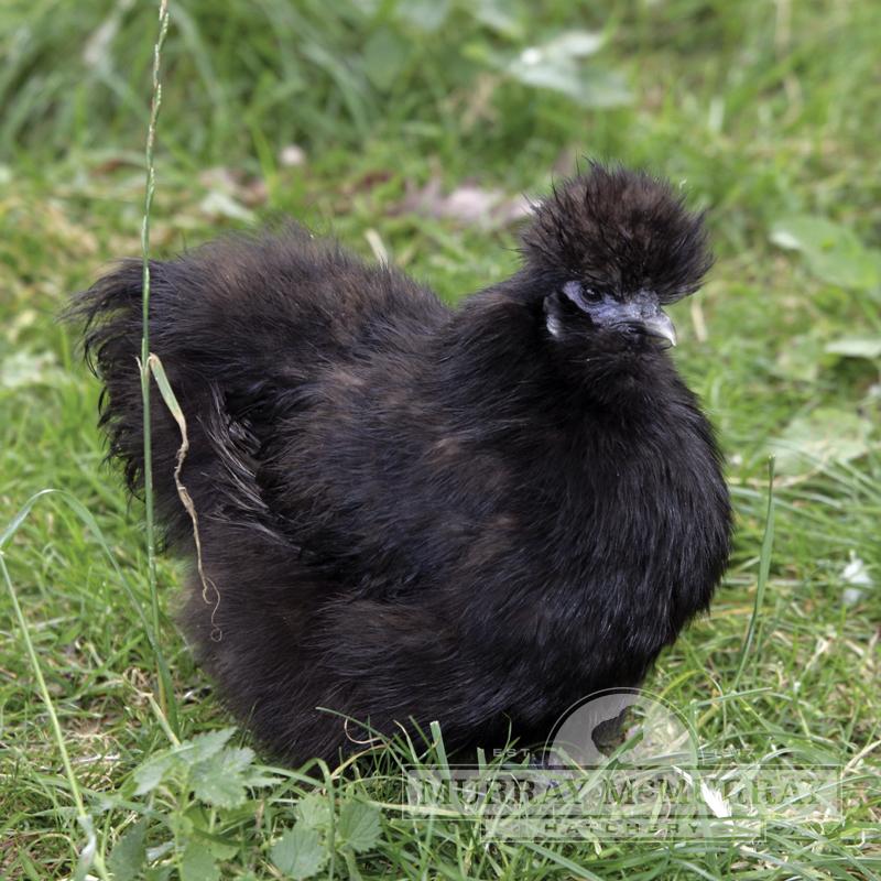 McMurray Hatchery Black Silkie Bantam