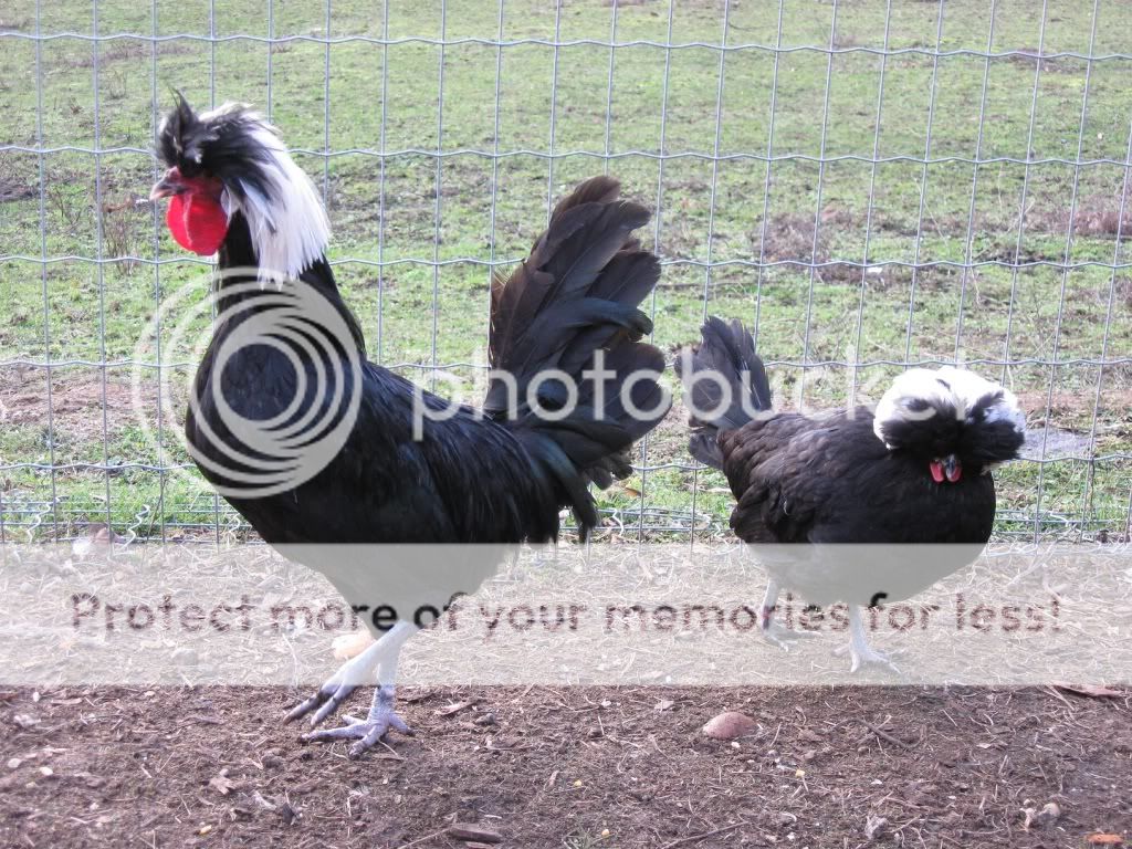 chickensdec09028.jpg