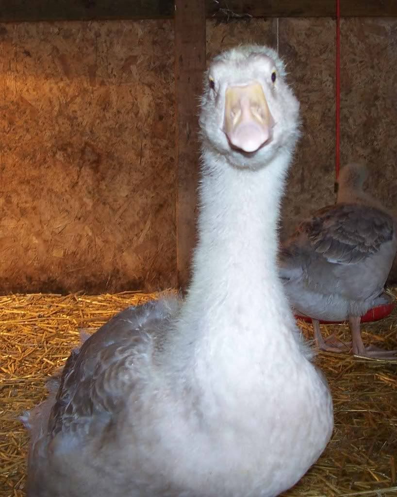 handsomegoose.jpg