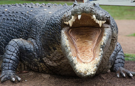 crocodile1.jpg