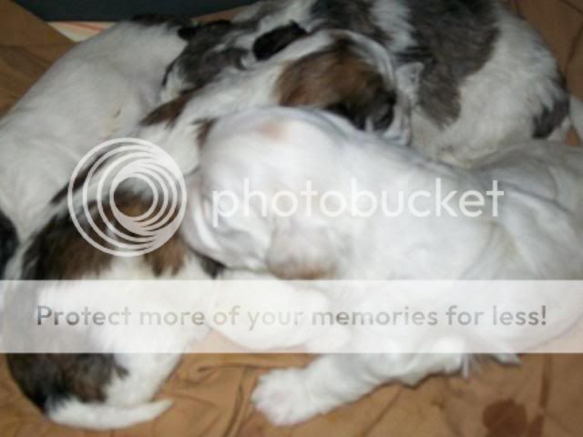 pups5.jpg
