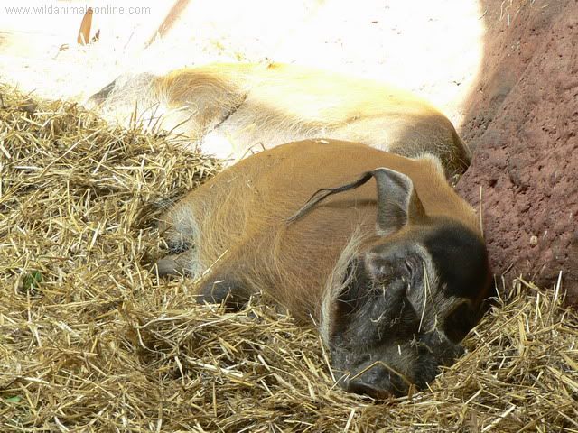 bushpig-potamochoerusporcus.jpg