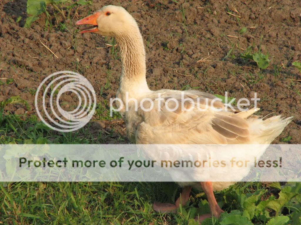 Gus3.jpg