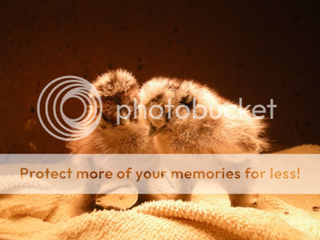 DSCN2307.jpg
