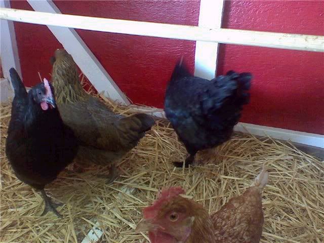 chicken3.jpg