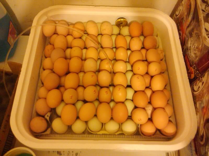 2011-04-02120829.jpg