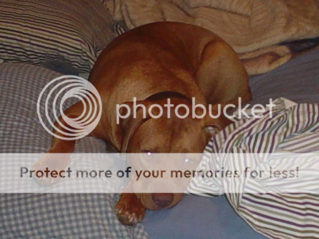 SweetestPuppyEver.jpg