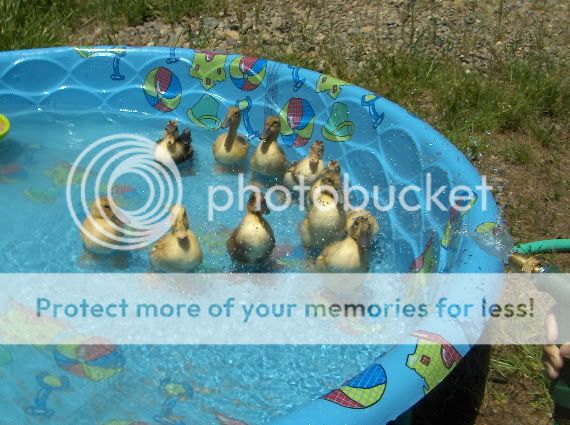 Ducklings13.jpg