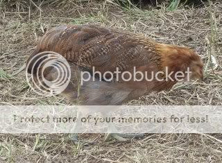 chicks008-1.jpg
