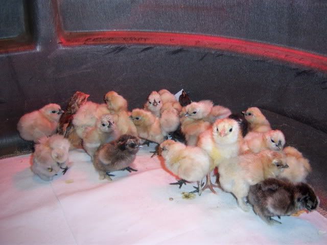 silkies011.jpg
