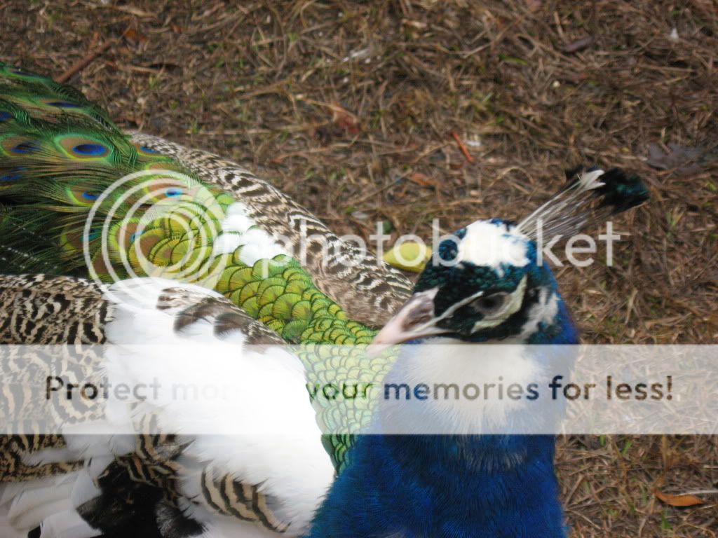 Closeup.jpg