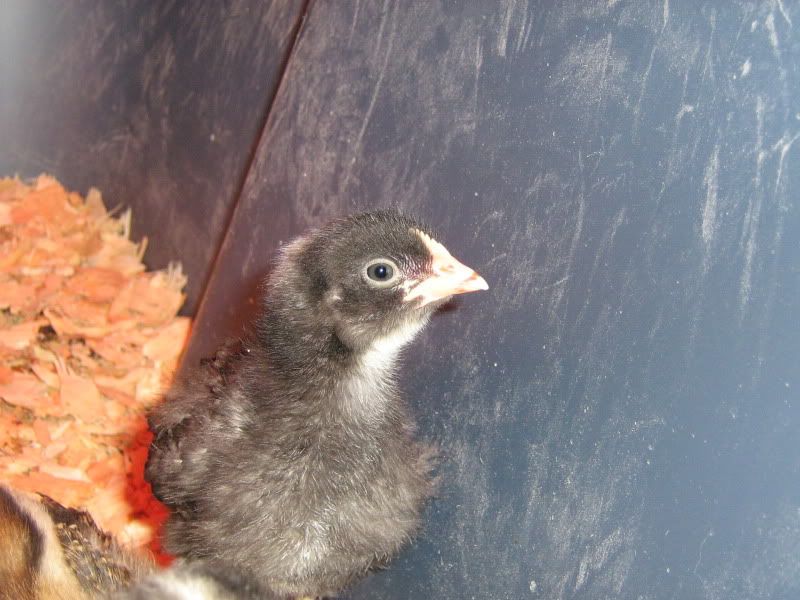 Chicks055.jpg