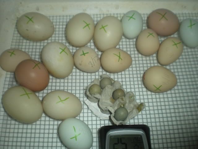newbabychicks003.jpg