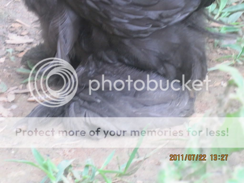 newchickens009.jpg