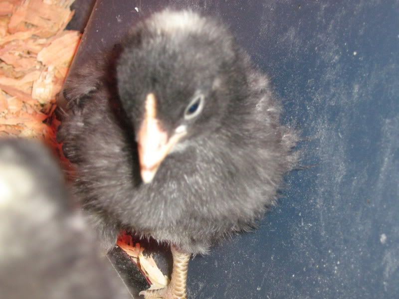 Chicks056.jpg