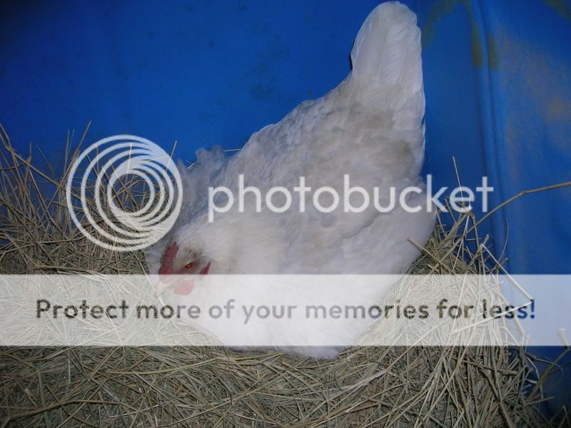 DSCN2586.jpg