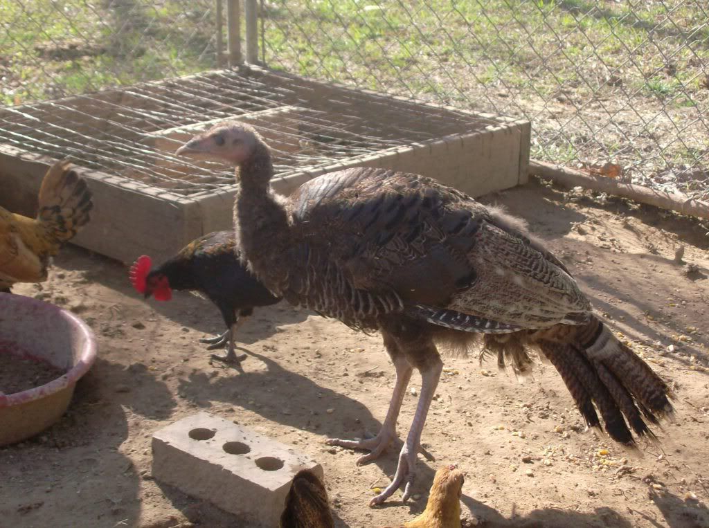 backyardchickens2016.jpg
