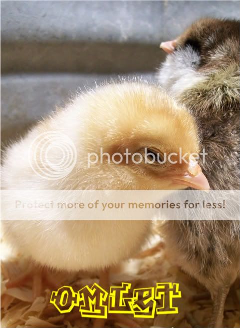 chicks2008-1.jpg