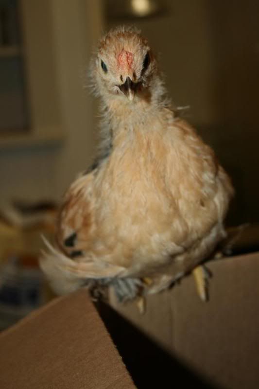 chick3-1.jpg