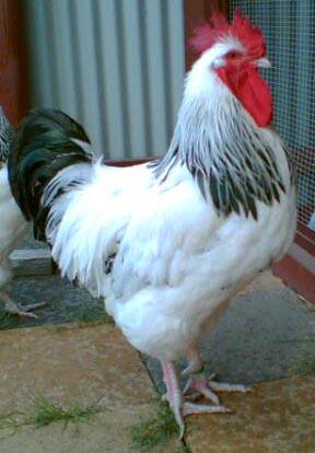 Boss%20Rooster.jpg