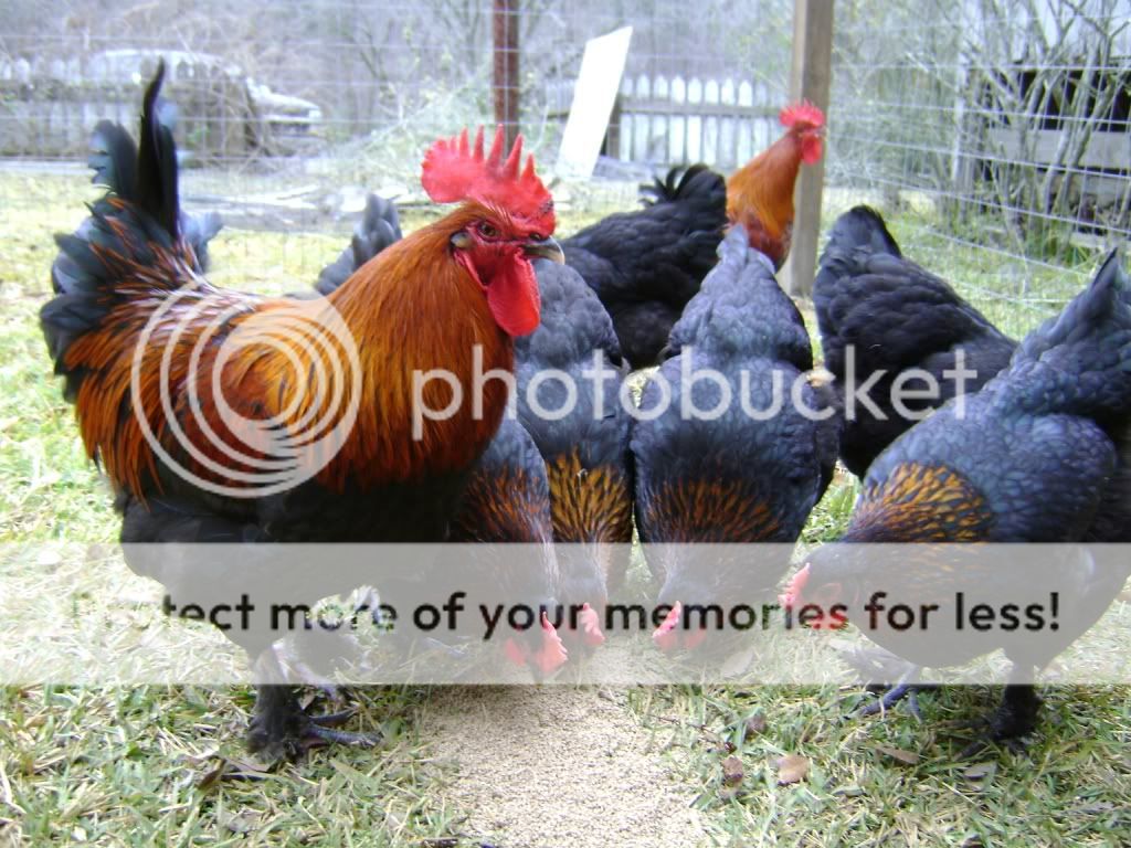 myflock1.jpg