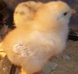 Chickens1-10076.jpg