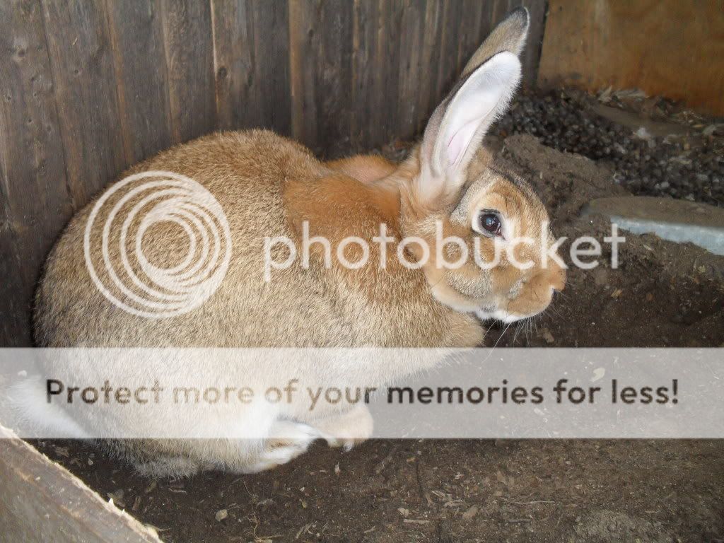 silkiebreeders003.jpg