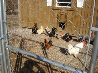 miscanimals008.jpg