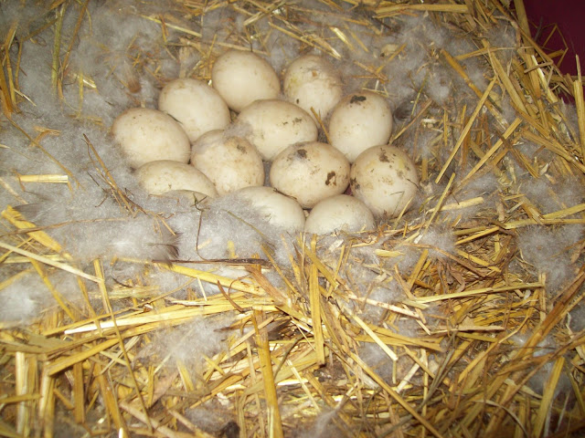 100_7430.JPG