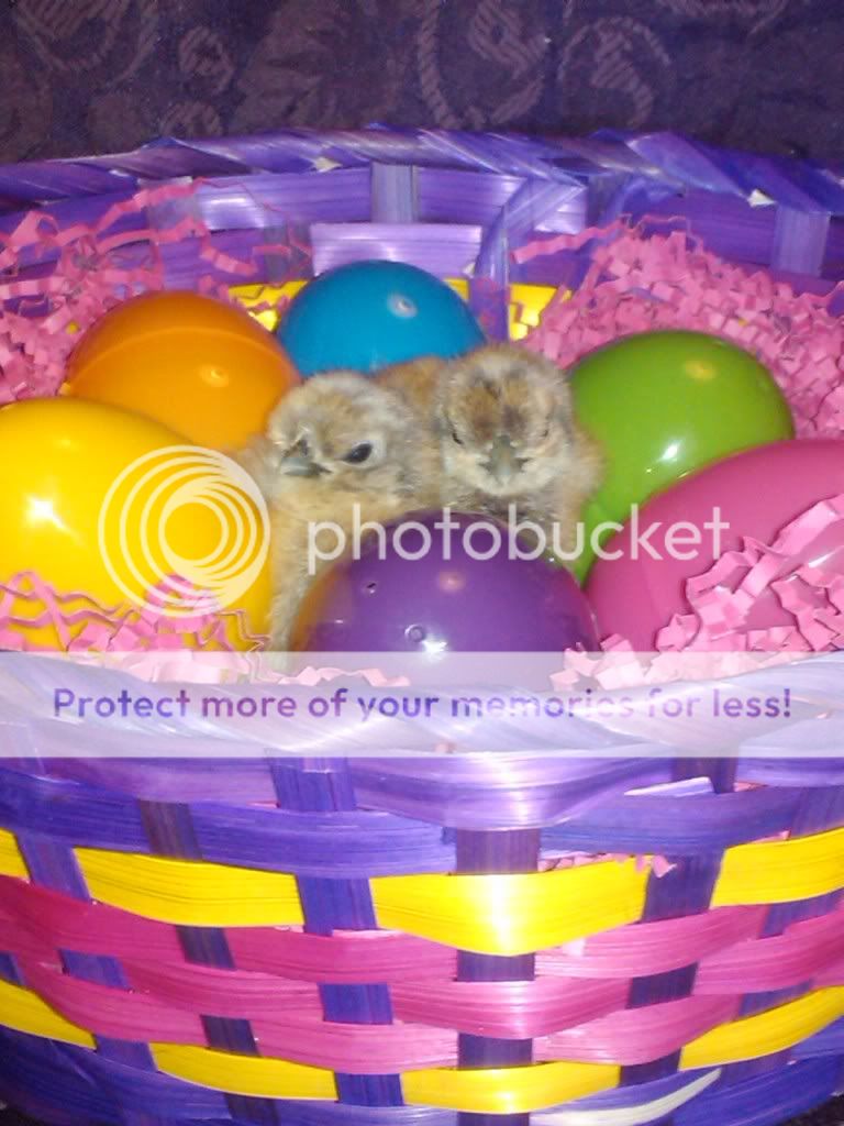 2011-03-30111125.jpg