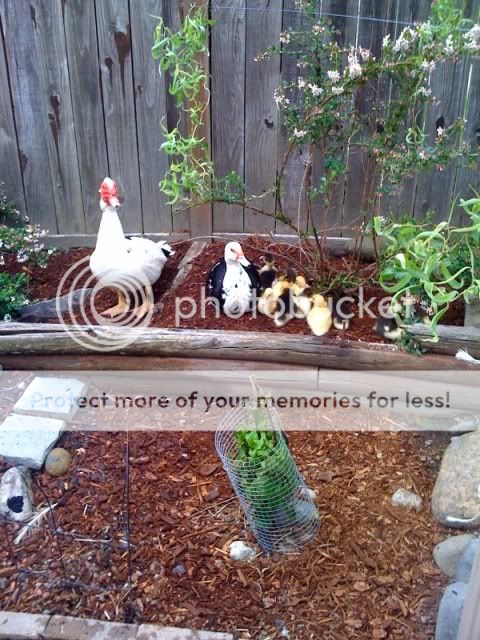 DuckFamilyPortrait.jpg
