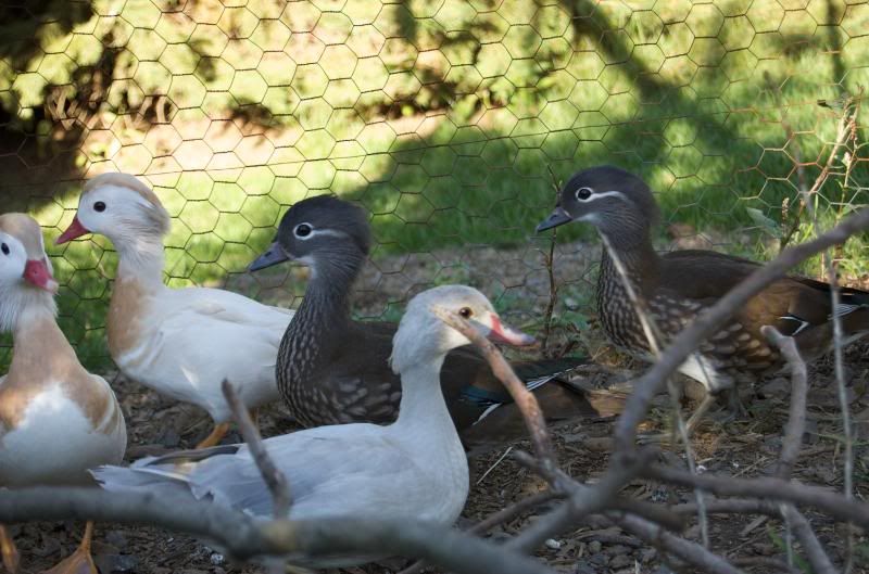 Aviary045.jpg