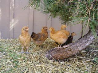 chicksrelaxing_2.jpg