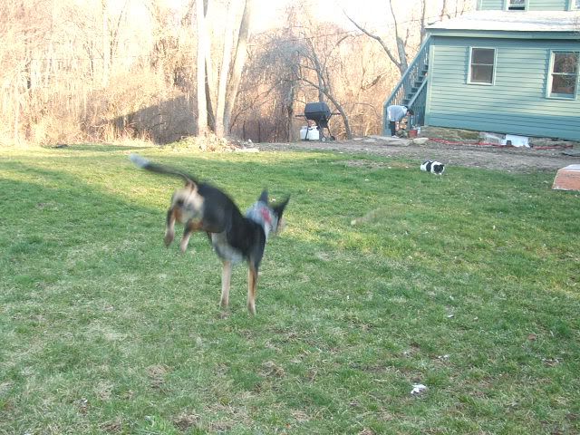 aussieandpatchesoutside018.jpg